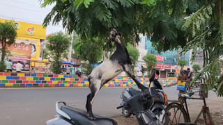 Nirmal: చేప కోసం వేసిన గాలం ఎంత గుంజినా పైకి రావడంలే.. నలుగురు కలసి బలంగా లాగగా..