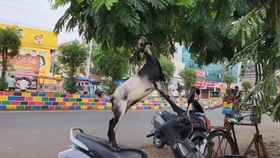 ఆకలి ఎలాంటి ఫీట్లు అయినా చేయిస్తుంది మరీ... ఆకలి ఎలాంటి ఫీట్లు అయినా చేయిస్తుంది మరీ...