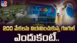 ఈ మేక తెలివి మామూలుగా లేదుగా వీడియో