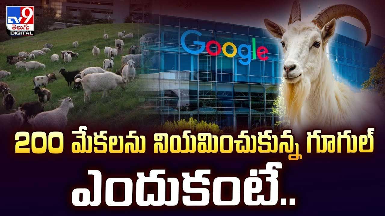 200 మేకలను నియమించుకున్న గూగుల్ ఎందుకంటే వీడియో