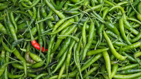 Green Chillies: కారం అంటూ పచ్చిమిర్చి పక్కకు పెట్టేస్తున్నారా.. ఎన్ని ఆరోగ్య ప్రయోజనాలు మిస్ అవుతున్నారో తెలుసా..