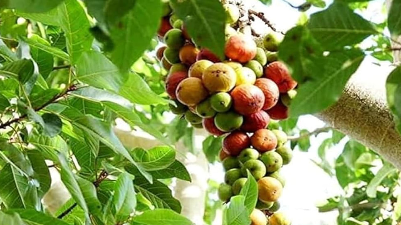 మేడి పండ్లు, ఆకులు, బెరడు, వేర్లు ఔషధ సంపదగా పరిగణిస్తారు ఆయుర్వేద ఆరోగ్య నిపుణులు. కరోనా అనంతరం ప్రజలు మేడిపండును దాని కాండం, ఆకులు, పండ్లను విస్తృతంగా వినియోగించారు. దీని పండ్లు, ఆకులు, బెరడులు అంటువ్యాధులతో పోరాడే గొప్ప శక్తిని కలిగి ఉంటాయని నిపుణులు చెబుతున్నారు. 