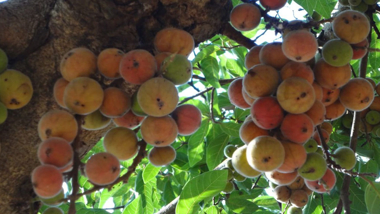 అయినప్పటికీ మేడిపండులో విటమిన్లు, ఖనిజాలు, ఫైబర్ చాలా ఎక్కువగా ఉంటాయి. రక్తహీనత ఉన్నవారికి చాలా మంచిది. జీర్ణవ్యవస్థను మెరుగుపరుస్తుంది. గుండె ఆరోగ్యానికి మంచిది. బరువు తగ్గడానికి సహాయపడుతుంది. పచ్చి పండ్లకు మధుమేహాన్ని దూరం చేసే శక్తి ఉంది. కడుపు నొప్పి విషయంలో నాలుగు పండిన మేడి పండ్లు తినడం వల్ల మంచి ఫలితం ఉంటుందని నిపుణులు చెబుతున్నారు. 