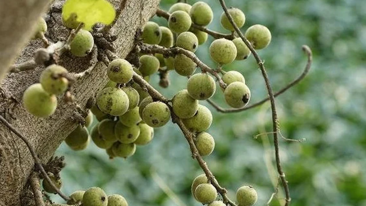 మేడిపండులో పురుగులు ఉండడం సర్వసాధారణం. అయితే కొన్ని రకాల పురుగులే ఆరోగ్యానికి హాని కలిగిస్తాయి. అనేక పోషక విలువలు గల ఈ మేడిపండు తినేటప్పుడు జాగ్రత్తగా పురుగులు తీసి తినండి. అంతేగానీ, ఆరోగ్య ప్రయోజనాలు పుష్కలంగా ఉన్న ఈ పండు తినడం మానకూడదని నిపుణులు చెబుతున్నారు. మేడి పండ్లలో మంచి మొత్తంలో మెగ్నీషియం ఉంటుంది.