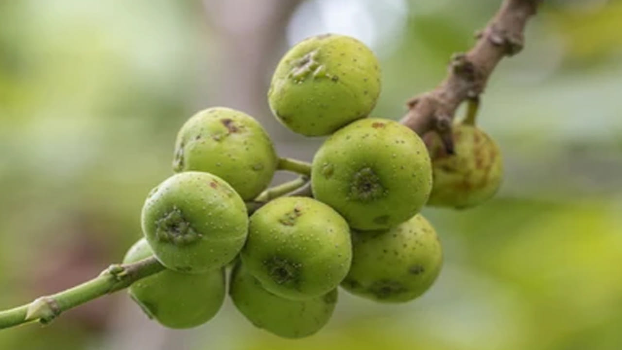 మేడి పండ్లు తినటం వల్ల అద్భుతమైన శక్తి లభిస్తుందని ఆరోగ్య నిపుణులు చెబుతున్నారు. వీటిని తరచూ తినటం వల్ల వయసు పైబడిన లక్షణాలు బయటపడకుండా ఉంటాయి. వృద్ధాప్య సంకేతాలను దూరం చేస్తుందని నిపుణులు చెబుతున్నారు. ఊపిరితిత్తుల వ్యాధులు, గొంతు నొప్పి, మంట, విరేచనాలను నయం చేయడానికి కూడా మేడిపండ్లు మంచి మందులా పనిచేస్తుంది. 