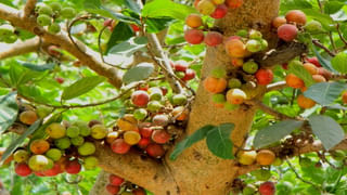 Chennai Camping Places: మీకు క్యాంపింగ్ అంటే ఇష్టమా.? చెన్నైలో 5 ప్రదేశాలకు మిస్ కావద్దు..