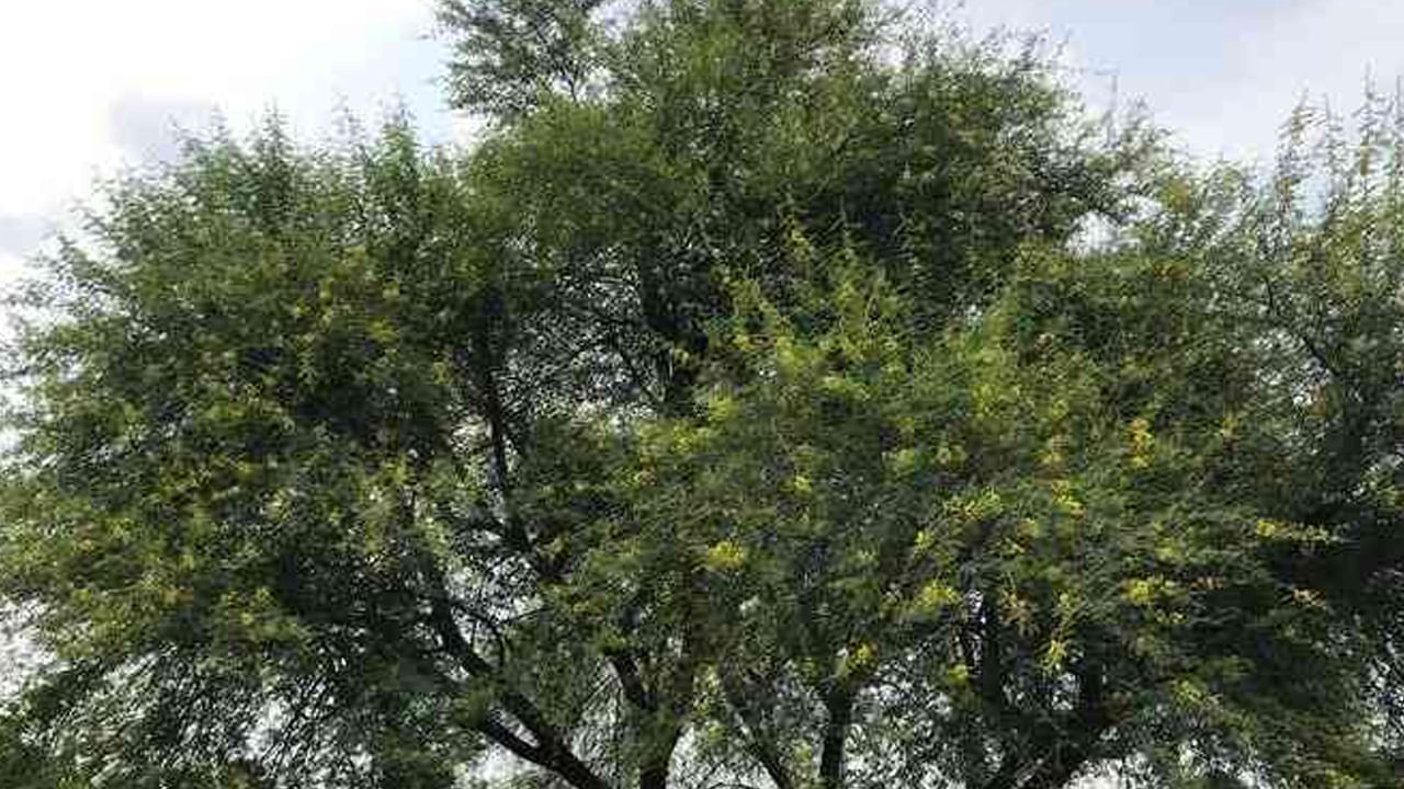 మన చుట్టు పక్కల సాధారణంగా కనిపించే చెట్లలో నల్లతుమ్మ చెట్టు ఒకటి. పసుపు రంగు పూలు, నల్లటి బెరడు, పొడవాటి కాయలు ఈ చెట్టుకు చూస్తాం. సర్వసాధారణంగా కనిపించే ఈ చెట్టులో అసాధారణమైన పోషక విలువలు, ఎన్నో రకాల రోగాల్ని నయం చేసే ఔషధ గుణాలు కలిగి ఉంటుందని నిపుణులు చెబుతున్నారు.