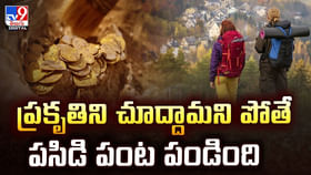 ప్రకృతిని చూద్దామని పోతే పసిడి పంట పండింది ప్రకృతిని చూద్దామని పోతే పసిడి పంట పండింది
