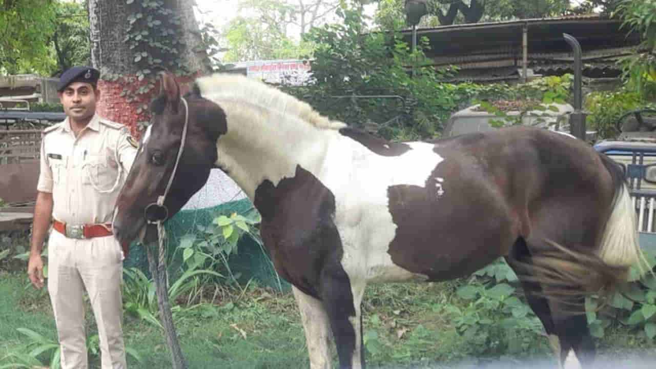 Viral Video: కస్టడీలో చుక్కలు చూపిస్తున్న గుర్రం... గుర్రాన్ని వదిలి స్మగ్లర్‌ పరారీ!
