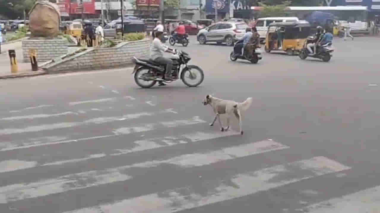 Hyderabad: మాకూ మీ రూల్స్‌ తెలుసమ్మా.. నెట్టింట వైరల్‌ అవుతున్న ఓ శునకం!