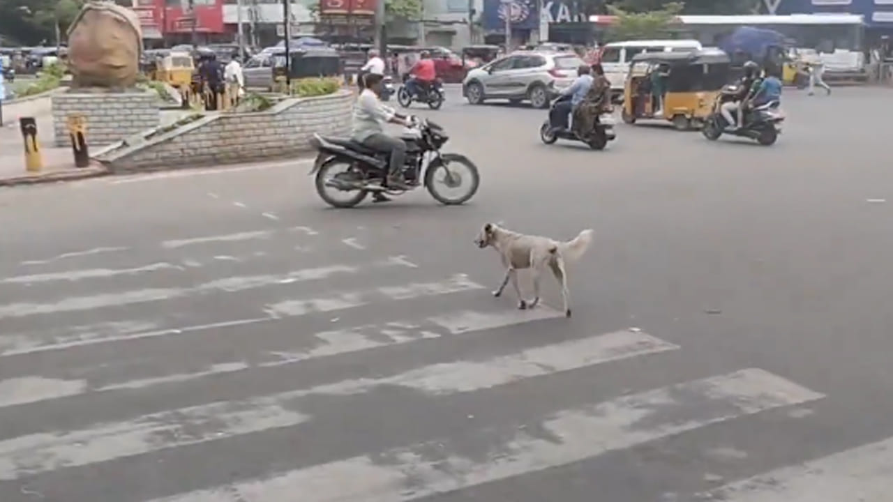 Hyderabad: మాకూ మీ రూల్స్‌ తెలుసమ్మా.. నెట్టింట వైరల్‌ అవుతున్న ఓ శునకం!