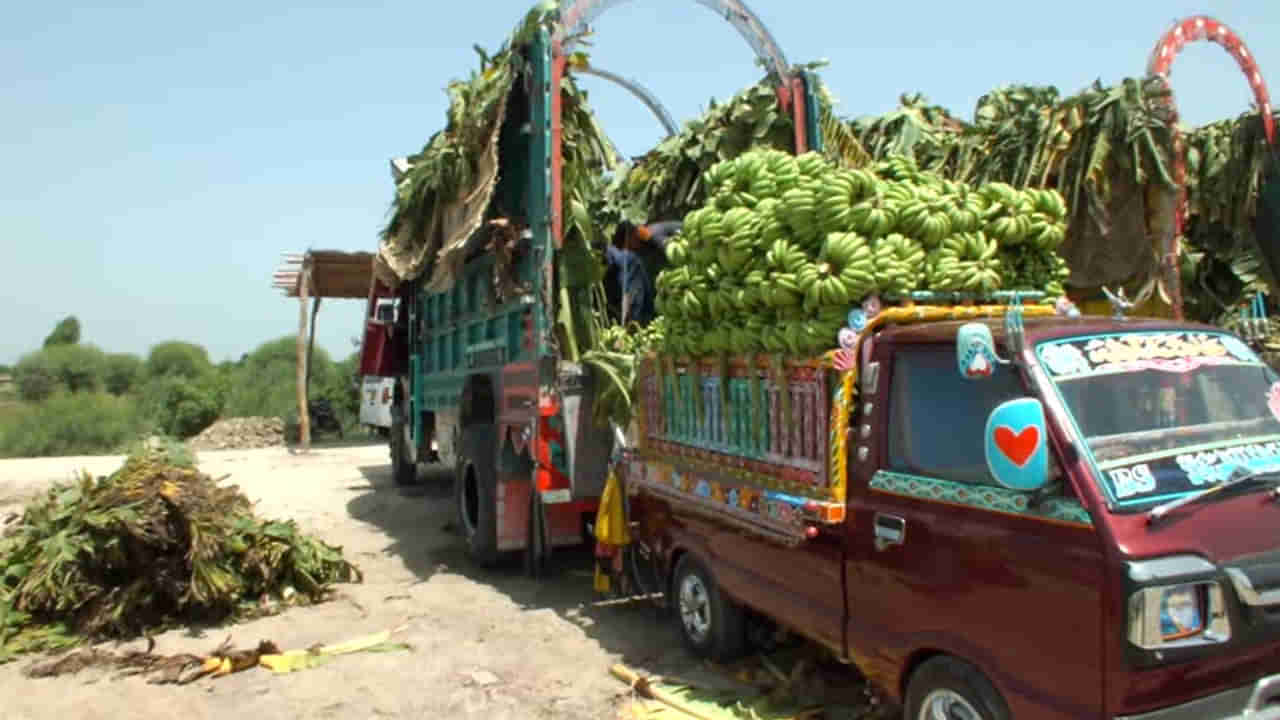 చూసేందుకది అరటి గెలల లోడ్.. కాస్త దగ్గరికెళ్లి చూడగా షాకింగ్ సెటప్! పుష్పని మించిపోయారు సామీ..