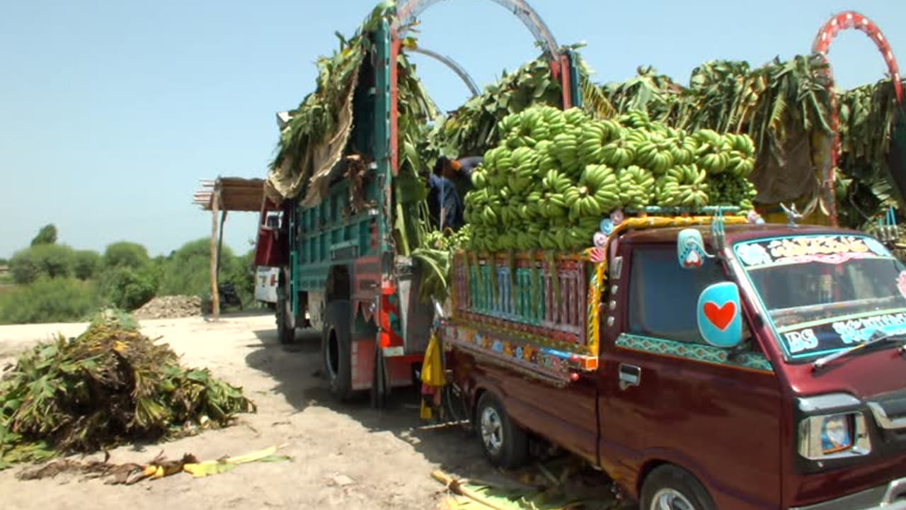 చూసేందుకది అరటి గెలల లోడ్.. కాస్త దగ్గరికెళ్లి చూడగా షాకింగ్ సెటప్! పుష్పని మించిపోయారు సామీ..