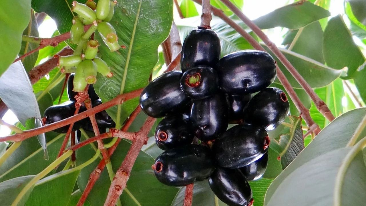 Jamun Benefits: ఈ గింజల పొడి వాడి చూడండి.. షుగర్ కంట్రోల్ లో ఉంటుంది..!