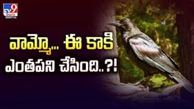 వామ్మో ఈ కాకి ఎంత పని చేసింది వీడియో వామ్మో ఈ కాకి ఎంత పని చేసింది వీడియో
