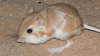 Snakes With Acting Skills: చనిపోయినట్లు నటించే పాము.. ప్రాణం కాపాడుకోవడానికి ఏమైనా చేస్తుంది..!