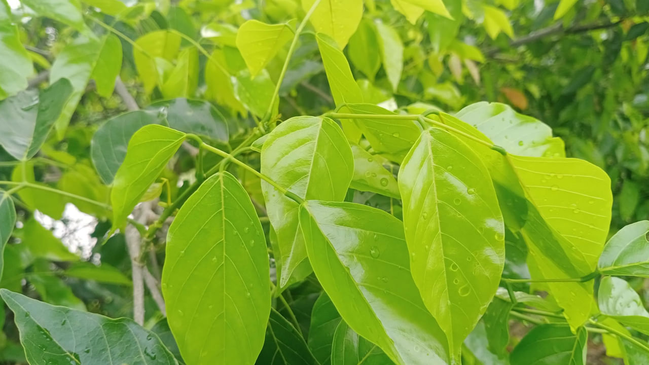 కేంద్ర నాడీ వ్యవస్థను మృదువుగా చేయడానికి కానుగ చెట్టు కాండాన్ని ఉపయోగిస్తారు. కానుగ గింజలను మెత్తగా నూరి తేనెతోనూ, నెయ్యితోనూ, పంచదారతోనూ కలిపి తీసుకుంటే శరీరాంతర్గత రక్తస్రావం ఆగిపోతుంది.