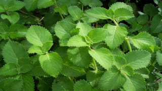 చికెన్ లివర్ తింటే ఆరోగ్యానికి మస్తు మంచిది.. కానీ ఎక్కువ తింటే ఏం జరగుతుందో తెలుసా..?