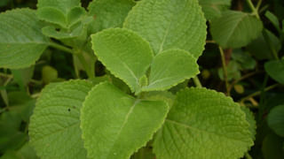 Gut Health: జీర్ణవ్యవస్థ ఎలా పని చేస్తుంది..? అది కరాబ్ అయితే మీ పొట్ట ఎందుకు పరేషాన్ అవుతుంది..!