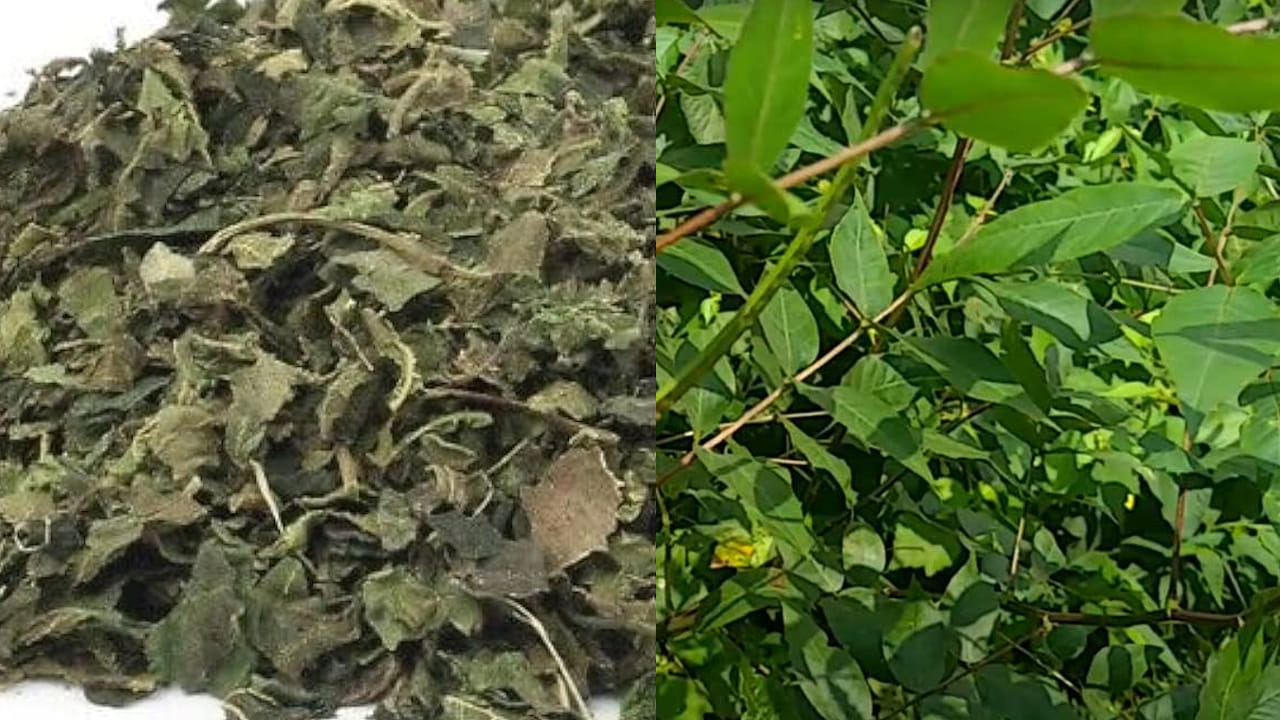 చిన్న చెన్నంగిని ఉప‌యోగించి క‌డుపులో ఉండే వ్య‌ర్థాల‌ను బ‌య‌ట‌కు పంపించ‌వ‌చ్చ‌ని ఆయుర్వేద నిపుణులు చెబుతున్నారు. క‌సివింద చెట్టు ర‌సం చేదుగా ఉండి వేడిని క‌లిగిస్తుంది.  దీనిలోని గుణాలు వాతాన్ని, విషాన్ని హ‌రించే శ‌క్తి ఈ క‌సివింద చెట్టుకు ఉంది. గాయాల‌ను, వ్ర‌ణాల‌ను, చ‌ర్మ రోగాల‌ను న‌యం చేయ‌డంలో ఈ మొక్క ఎంత‌గానో ఉప‌యోగ‌ప‌డుతుంది.