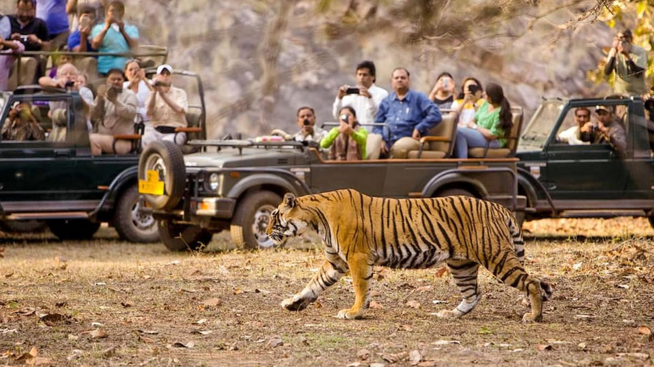 Kawal Tiger Reserve- ఉమ్మడి ఆదిలాబాద్ జిల్లా అంటేనే అడవుల జిల్లాగా ప్రసిద్ధి. ఇది ప్రకృతి రమణీయత గల ఎన్నో పర్యాటక ప్రదేశాలకు నిలయం..ఇక్కడ అనేక జలపాతాలు పర్యాటకుల్ని ఎంతగానో ఆకర్షిస్తున్నాయి. కుంతల రాజ్యం నాటి కుంటాల జలపాతం, బోథ్- పొచ్చెర జలపాతం, కవ్వాల్ వైల్డ్ లైఫ్ సాంక్చురీ- జంగల్ సఫారీ, బాసర సరస్వతి దేవాలయం, శ్రీరాం సాగర్ ప్రాజెక్ట్, నిర్మల్ కొయ్యబొమ్మలు మొదలైనవి మిమ్మల్ని కట్టిపడేస్తాయి.. హైదరాబాద్ నుంచి సుమారు 250 కిలోమీటర్ల పరిధిలో ఈ పర్యాటక ప్రదేశాలున్నాయి. ఇక్కడికి చేరుకోడానికి ప్రసిద్ధ నేషనల్ హైవే 44తో విశాలమైన రోడ్డు కనెక్టివిటీ ఉంది. మీకు బెస్ట్‌ రోడ్‌ ట్రిప్‌ అనుభవాన్ని అందిస్తుంది. 