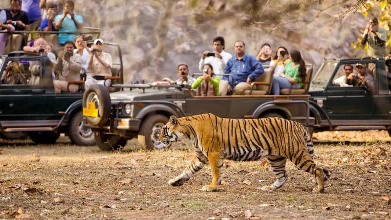 Kawal Tiger Reserve- ఉమ్మడి ఆదిలాబాద్ జిల్లా అంటేనే అడవుల జిల్లాగా ప్రసిద్ధి. ఇది ప్రకృతి రమణీయత గల ఎన్నో పర్యాటక ప్రదేశాలకు నిలయం..ఇక్కడ అనేక జలపాతాలు పర్యాటకుల్ని ఎంతగానో ఆకర్షిస్తున్నాయి. కుంతల రాజ్యం నాటి కుంటాల జలపాతం, బోథ్- పొచ్చెర జలపాతం, కవ్వాల్ వైల్డ్ లైఫ్ సాంక్చురీ- జంగల్ సఫారీ, బాసర సరస్వతి దేవాలయం, శ్రీరాం సాగర్ ప్రాజెక్ట్, నిర్మల్ కొయ్యబొమ్మలు మొదలైనవి మిమ్మల్ని కట్టిపడేస్తాయి.. హైదరాబాద్ నుంచి సుమారు 250 కిలోమీటర్ల పరిధిలో ఈ పర్యాటక ప్రదేశాలున్నాయి. ఇక్కడికి చేరుకోడానికి ప్రసిద్ధ నేషనల్ హైవే 44తో విశాలమైన రోడ్డు కనెక్టివిటీ ఉంది. మీకు బెస్ట్ రోడ్ ట్రిప్ అనుభవాన్ని అందిస్తుంది.