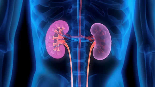 Kidney Health: కిడ్నీల ఆరోగ్యానికి ఏం తింటున్నారు.. ఈ 5 సూపర్ ఫుడ్స్ మీకో వరం
