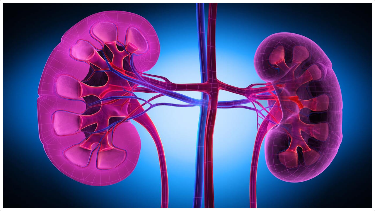 Kidney Health: ఈ 6 పండ్లు మూత్రపిండాలను ఫిల్టర్ లాగా శుభ్రపరుస్తాయి!