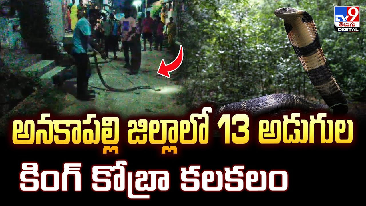 అనకాపల్లి జిల్లాలో 13 అడుగుల కింగ్ కోబ్రా కలకలం