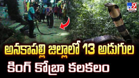 అనకాపల్లి జిల్లాలో 13 అడుగుల కింగ్ కోబ్రా కలకలం అనకాపల్లి జిల్లాలో 13 అడుగుల కింగ్ కోబ్రా కలకలం