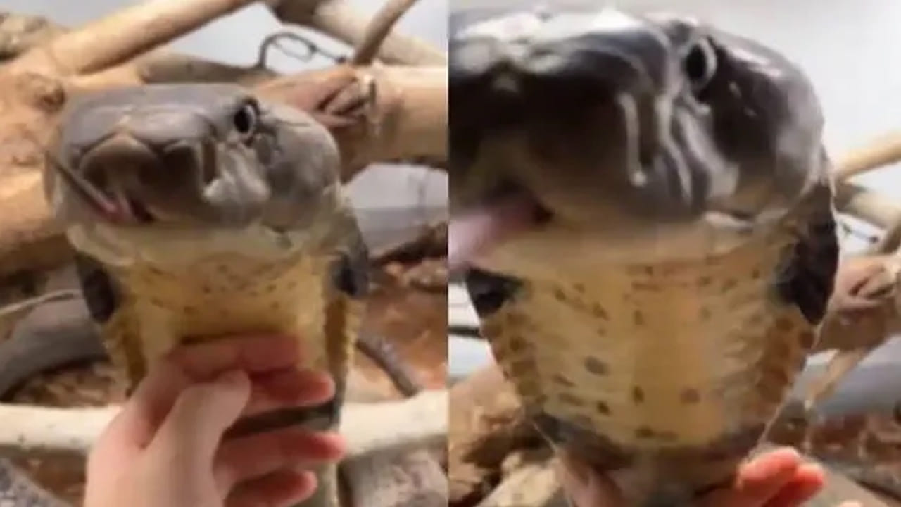 King Cobra: రాచనాగును ఇంత దగ్గరిగా ఎప్పుడైనా చూశారా మావ..!