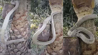 Viral Video: మీరెప్పుడైనా ఆవు స్కూటీ నడపడం చూశారా?.. ఈ వీడియో చూస్తే షాక్ అవుతారు!