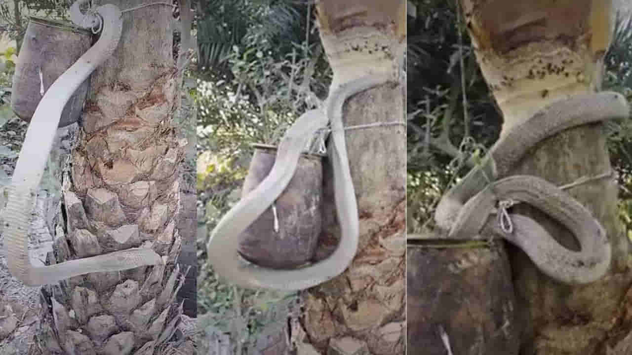 Viral Video: వామ్మో.. ఇదేక్కడి తాగుబోతు పామురా సామీ.. ఏకంగా చెట్టెక్కి మరీ జుర్రేస్తోంది..!