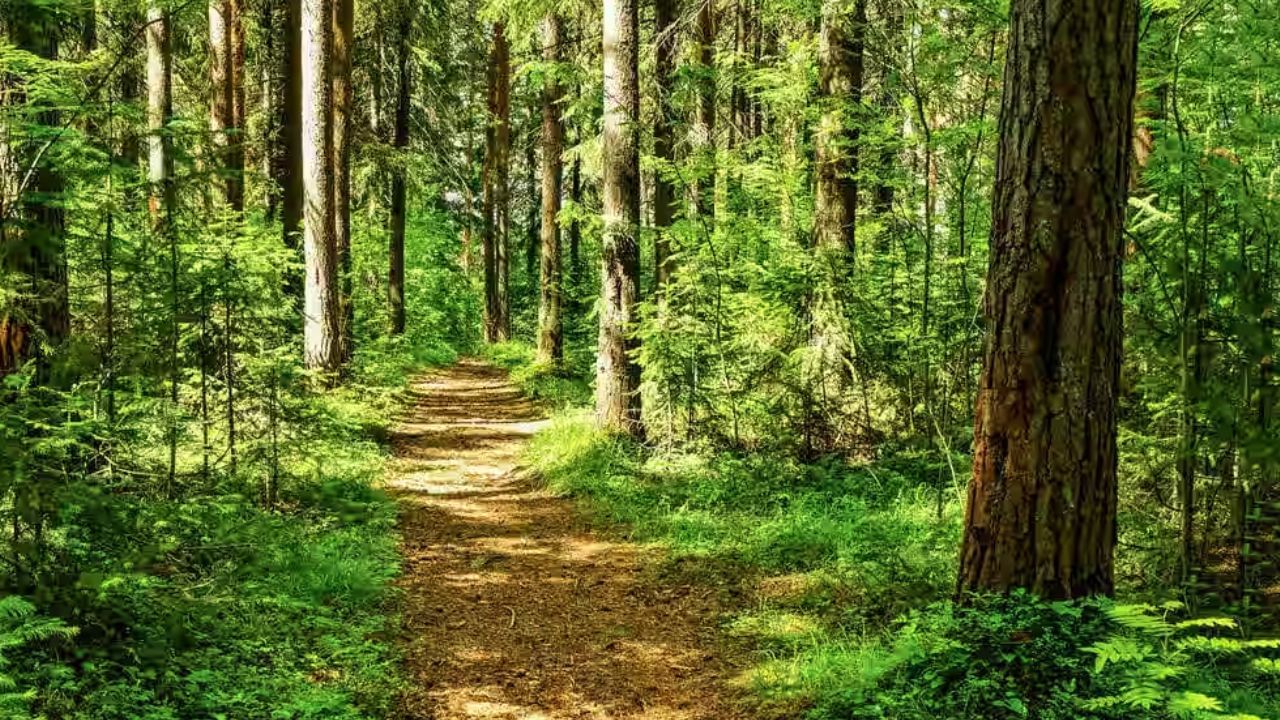 నాగర్‌ కర్నూల్ జిల్లాలోని కొల్లాపూర్ అడవి.. దట్టమైన అడవులతో నిండిన సహజసౌందర్యాన్ని అందిస్తూ భిన్నమైన అనుభూతిని కలిగిస్తుంది. ఇక్కడి ప్రశాంత వాతావరణంలో క్యాంపింగ్, నదిలో బోటింగ్ లాంటి ఆహ్లాదకరమైన కార్యకలాపాలను ఆస్వాదించవచ్చు. ఒంటరిగా ప్రకృతి అందాలను అనుభవించాలనుకునే వారికి ఇది మంచి ఆప్షన్.