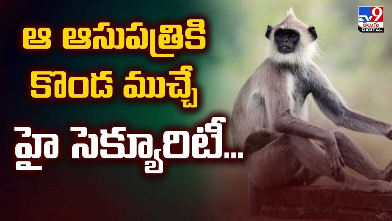 ఆ ఆసుపత్రికి కొండముచ్చే హై సెక్యురిటీ వీడియో