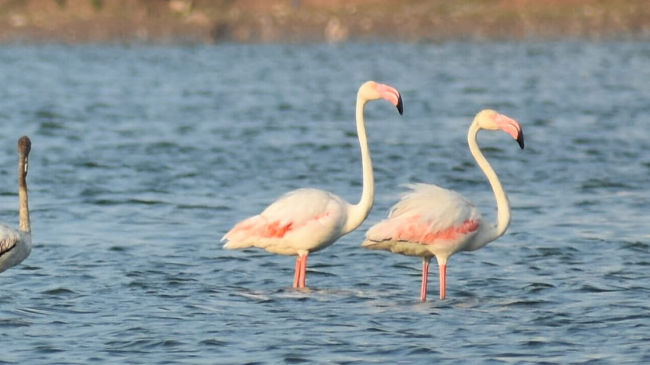 కొరట్టూరు ఏరి: కొరట్టూరు ఏరి లేదా కొరట్టూరు సరస్సు.. దీనిని వెంబు పసుమై తిట్టు అని కూడా పిలుస్తారు. ఇది భారతదేశంలోని చెన్నైలోని కొరట్టూరులో 990 ఎకరాలలో విస్తరించి ఉన్న సరస్సు. ఇది చెన్నై-అరక్కోణం రైలు మార్గానికి ఉత్తరాన ఉంది. ఇది నగరం పశ్చిమ భాగంలో ఉన్న అతిపెద్ద సరస్సులలో ఒకటి. ఈ సరస్సులో దాదాపు 40 పక్షి జాతులు ఉన్నాయి. వాటిలో కామన్ టైలర్‌బర్డ్, పర్పుల్-రంప్డ్ సన్‌బర్డ్, వలస ఆసియా ఓపెన్‌బిల్ స్టార్క్ ఉన్నాయి.