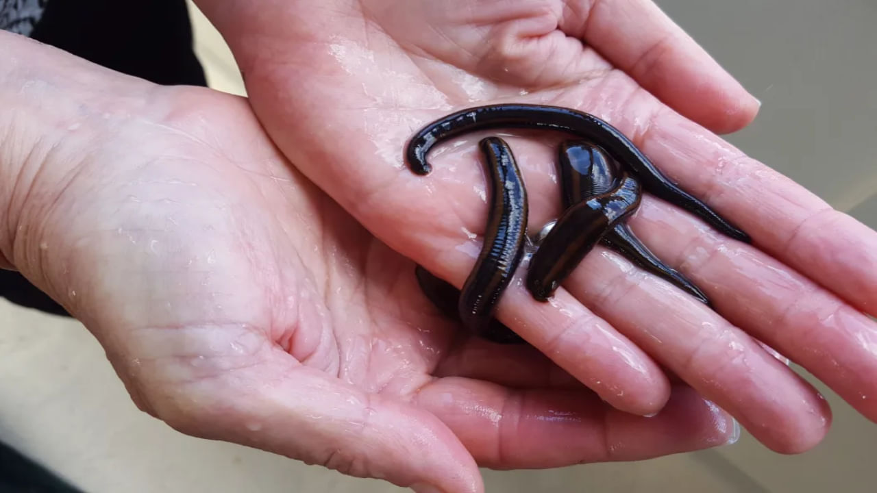 Leech Facts: రక్తం పీల్చే ఈ జలగలు తుఫాను రాకను ముందే ఎలా గుర్తిస్తాయి.. వీటి గురించిన ఇంట్రెస్టింగ్ ఫ్యాక్ట్స్