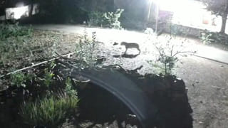 అరబ్ దేశాలు మెచ్చిన మన మ్యాంగో.. మంత్రి తుమ్మల సొంతంగా పండించిన మామిడి కి యమ గిరాకీ