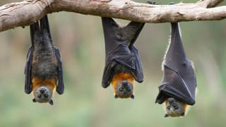 Health Tips: ఎముకలు బలహీనంగా ఉన్నాయా.. తినే ఆహారంలో ఈ సీడ్స్ ను చేర్చుకోండి..