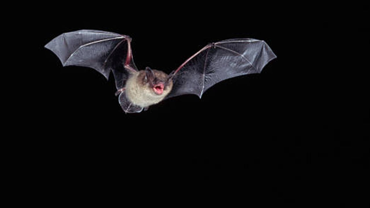 చూడకుండానే సరైన దిశను కనుగొంటుంది: గబ్బిలాలు పూర్తి చీకటిలో కూడా ఎగరగలవు. అందుకే ఇవి ఎకోలొకేషన్ అనే టెక్నిక్ని ఉపయోగిస్తాయి. అంటే ఇవి విడుదల చేసే ధ్వని తరంగాలు వివిధ వస్తువులను ఢీకొని వాటి వద్దకు తిరిగి వస్తాయి. దీంతో గబ్బిలాలు చీకటిలో కూడా తాము వెళ్ళే మార్గాన్ని సులభంగా అంచనా వేసి ప్రయాణం చేస్తాయి. ప్రతి వ్యక్తి జీవితంలో చాలాసార్లు అలాంటి క్షణాలు వస్తాయి. అప్పుడు అతనికి ఏ దారి కనిపించదు. అటువంటి సమయంలో అతను ఓర్పుగా, తన అంతర్గత తెలివితేటలను ఉపయోగిస్తే.. చిమ్మ చీకటిలో మాత్రమే కాదు కష్టమైన మార్గంలో కూడా సులభంగా వెళ్లేందుకు ఒక మార్గాన్ని కనుగొన వచ్చు,