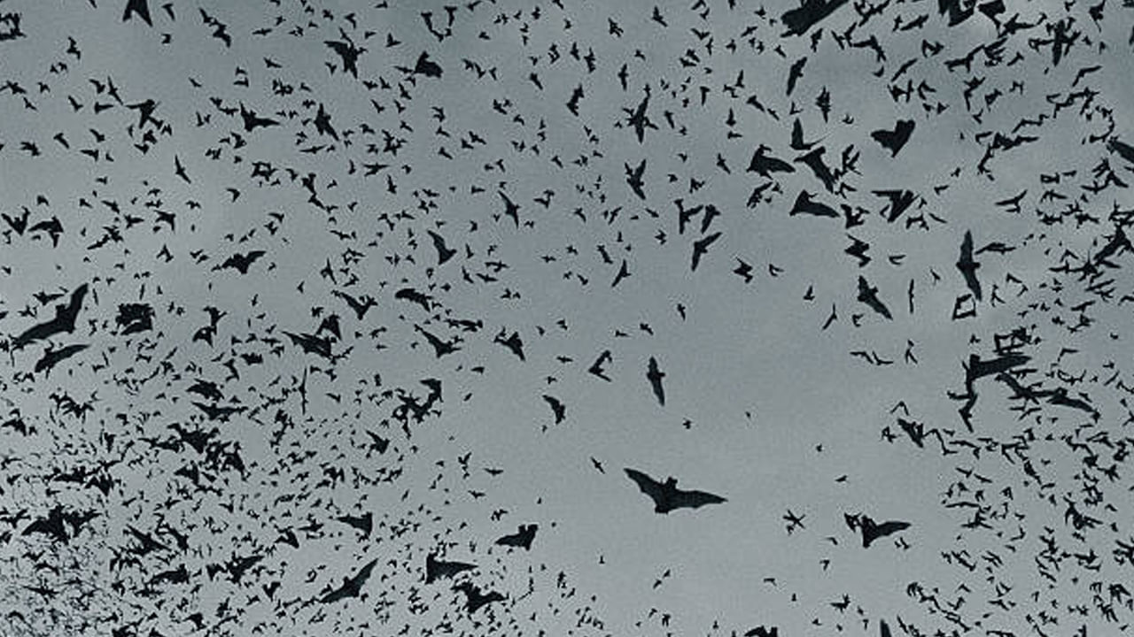 సమష్టి కృషితో అన్నీ సాధ్యమే:తరచుగా ఒంటరిగా ఎగురుతున్న గబ్బిలం చూస్తాము. అయితే వాస్తవానికి అవి తరచుగా వేల సంఖ్యలో గుంపులుగా నివసిస్తాయి. వీటి పరస్పర సమన్వయం, బంధం చాలా బలంగా ఉంటుంది. ఏదైనా గబ్బిలం ఇబ్బందుల్లో చిక్కుకుంటే దాని స్నేహితులు.. సహాయం చేయడానికి గుంపుగా వచ్చేస్తాయి. అందువల్ల సామూహిక జీవితం, పరస్పర సహకారం ద్వారా, అతిపెద్ద పనులను కూడా సులభంగా సాధించవచ్చని మనిషి తెలుసుకోవాలి.