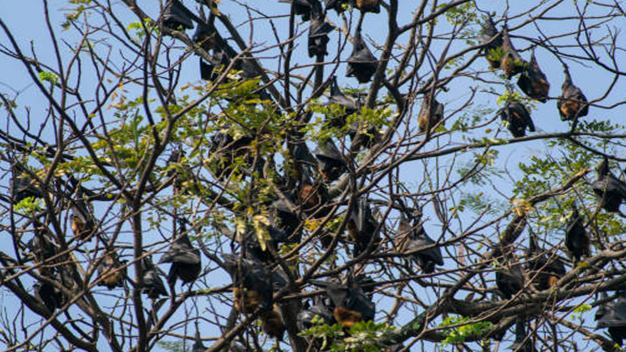 ప్రకృతితో సామరస్యం: కీటకాలు పండ్లు, పువ్వులతో కూడిన ఆహార గొలుసులో గబ్బిలాలు ముఖ్యమైన పాత్ర పోషిస్తాయి. గబ్బిలాలు పరాగసంపర్కం, విత్తనాల వ్యాప్తి వంటి వాటి ద్వారా విధులకు సహాయపడతాయి. ఇది వృక్షసంపద, పర్యావరణ వ్యవస్థను సమతుల్యంగా ఉంచుతుంది. గబ్బిలం ఈ లక్షణం నుంచి మనం నేర్చుకోవాల్సింది ఏమిటంటే.. ప్రకృతితో సామరస్యాన్ని ఏర్పరచుకోవడం, దానిని కాపాడుకోవడం ద్వారా మనం అనేక విపత్తులను నివారించవచ్చు.