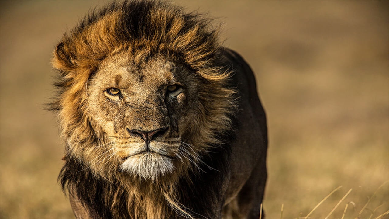 భారతదేశంలో సింహాల జనాభా మూడో వంతుకు పైగా పెరిగినట్లు గుజరాత్ అటవీ శాఖ బుధవారం (మే 21, 2025) విడుదల చేసిన నివేదికలో వెల్లడించింది. తాజాగా దేశంలో సింహాల సంఖ్య 891కి చేరుకుందని తెలిపింది. 2020-25 మధ్య ఐదేళ్లలో దాదాపు 32 శాతం సింహాల జనాభా పెరిగినట్లు వెల్లడించింది. వీటిల్లో ఆడ సింహాల సంఖ్య 27 శాతం పెరిగి 330కి చేరుకున్నాయి.