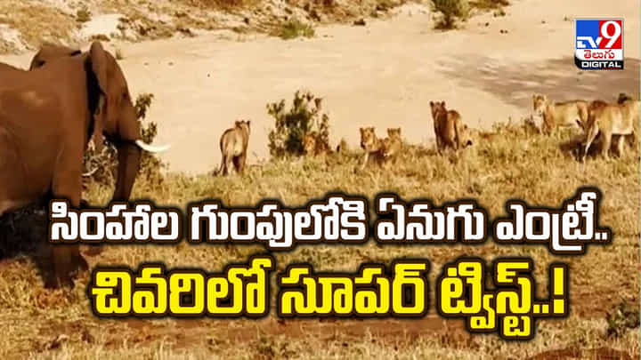 సింహాల గుంపులోకి ఏనుగు ఎంట్రీ.. చివరిలో సూపర్ ట్విస్ట్ సింహాల గుంపులోకి ఏనుగు ఎంట్రీ.. చివరిలో సూపర్ ట్విస్ట్