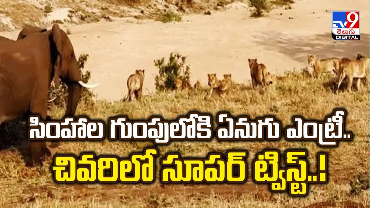 సింహాల గుంపులోకి ఏనుగు ఎంట్రీ.. చివరిలో సూపర్‌ ట్విస్ట్‌