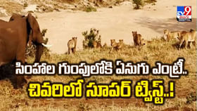 సింహాల గుంపులోకి ఏనుగు ఎంట్రీ.. చివరిలో సూపర్ ట్విస్ట్ సింహాల గుంపులోకి ఏనుగు ఎంట్రీ.. చివరిలో సూపర్ ట్విస్ట్