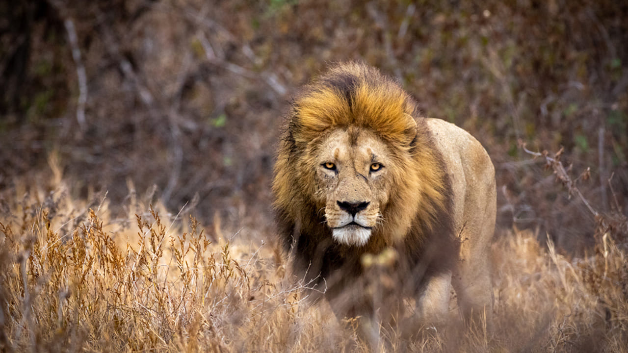 గిర్ నేషనల్ పార్క్, పానియా వన్యప్రాణుల అభయారణ్యంలో గరిష్ట సంఖ్యలో 394 సింహాలు ఉన్నట్లు పేర్కొంది. 1995లో 304గా ఉన్న ఆసియా సింహాల జనాభా గత మూడు దశాబ్దాలుగా క్రమంగా పెరిగినట్లు గుజరాత్ ముఖ్యమంత్రి భూపేంద్ర పటేల్ అన్నారు. 2020లో ఇవి 674గా ఉండగా, ఇప్పుడు అది 891కి పెరిగింది. అయితే ఇవి వాటి ఆఫ్రికన్ జాతి కంటే కొంచెం చిన్నవిగా ఉన్నట్లు పేర్కొన్నారు. వేట, ఆక్రమ రవాణా కారణంగా 1913 నాటికి వీటి జనాభా కేవలం 20కి పడిపోయింది. కానీ ఇప్పుడు గుజరాత్‌లోని విశాలమైన గిర్ వన్యప్రాణుల అభయారణ్యంలో ఇవి అధిక సంఖ్యలో కనిపిస్తున్నాయి. ఇక్కడ అవి పొడి ఆకురాల్చే అడవులు, బహిరంగ గడ్డి భూములలో స్వేచ్ఛగా తిరుగుతున్నాయని అన్నారు.