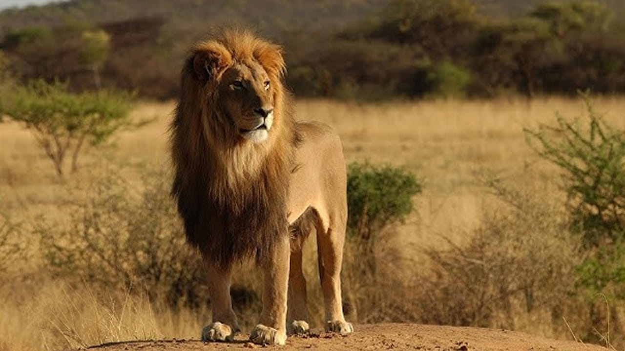 అలాగే అటవీ ప్రాంతాలకు సమీపంలో నివసించే స్థానిక ప్రజల మద్దతు కూడా మరొక కారణమని అన్నారు. వీరు సింహాల పరిరక్షణలో కీలకంగా సహాయపడ్డారని ఆయన అన్నారు. కానీ సంఖ్యలు పెరుగుతున్నప్పటికీ ఆసియా సింహాలు ఒకే చోట ఒకే జనాభా నుంచి ఉత్పన్నమయ్యే జన్యు సంతానోత్పత్తి ముప్పును ఎదుర్కొంటున్నాయని పరిరక్షణ సంస్థ WWF హెచ్చరిస్తోంది.