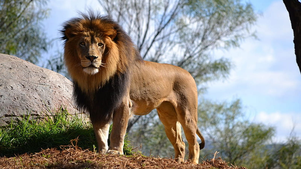 సింహాల జనాభా దేశానికే గర్వకారణం. ముఖ్యంగా గుజరాత్‌లోని సౌరాష్ట్ర ప్రాంతంలో మనుషులు, జంతువులు కలిసి జీవిస్తున్నారు. ఈ అభయారణ్యంలోని జంతువుల మధ్య పశువుల పెంపకం చేసే ఒక తెగ నివసిస్తుంది. ఈ ప్రాంతంలో సింహాలు హైవేను దాటేటప్పుడు రోడ్డుపై వాహనదారులు వేచి చూడటం సాధారణంగా కనిపించే దృష్యం. ఈ అభయారణ్యంలో కనిపించే చిరుతలు, పాంథర్లు, ఇతర పెద్ద పిల్లులతో పాటు సింహాలు కూడా ఉన్నాయి. దీంతో ఇది ఒక ప్రధాన పర్యాటక ఆకర్షణగా నిలిచింది.ప్రతి సంవత్సరం దాదాపు 5, 50,000 మంది పర్యాటకులు వన్యప్రాణుల ఉద్యానవనాన్ని సందర్శిస్తున్నారు. ఈ ఆసియా సింహాలు ప్రస్తుతం ఒకే ఉప జనాభాగా ఉన్నందున.. ఇవి తరచూ అడవి సంభవించే కార్చిచ్చుల కారణంగా అంతరించిపోయే ప్రమాదంలో పడుతున్నాయి.