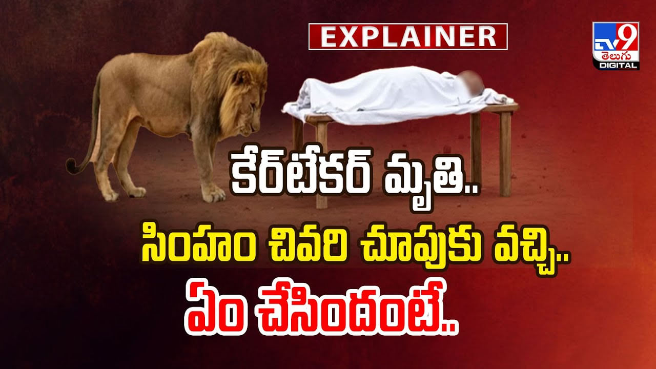 కేర్‌టేకర్‌ మృతి.. సింహం చివరి చూపుకు వచ్చి..  ఏం చేసిందంటే ??